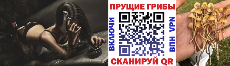 Псилоцибиновые грибы Psilocybe  darknet клад  Новокубанск 